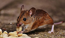 24 Hour & Emergency Exterminators in Cheshire, OH